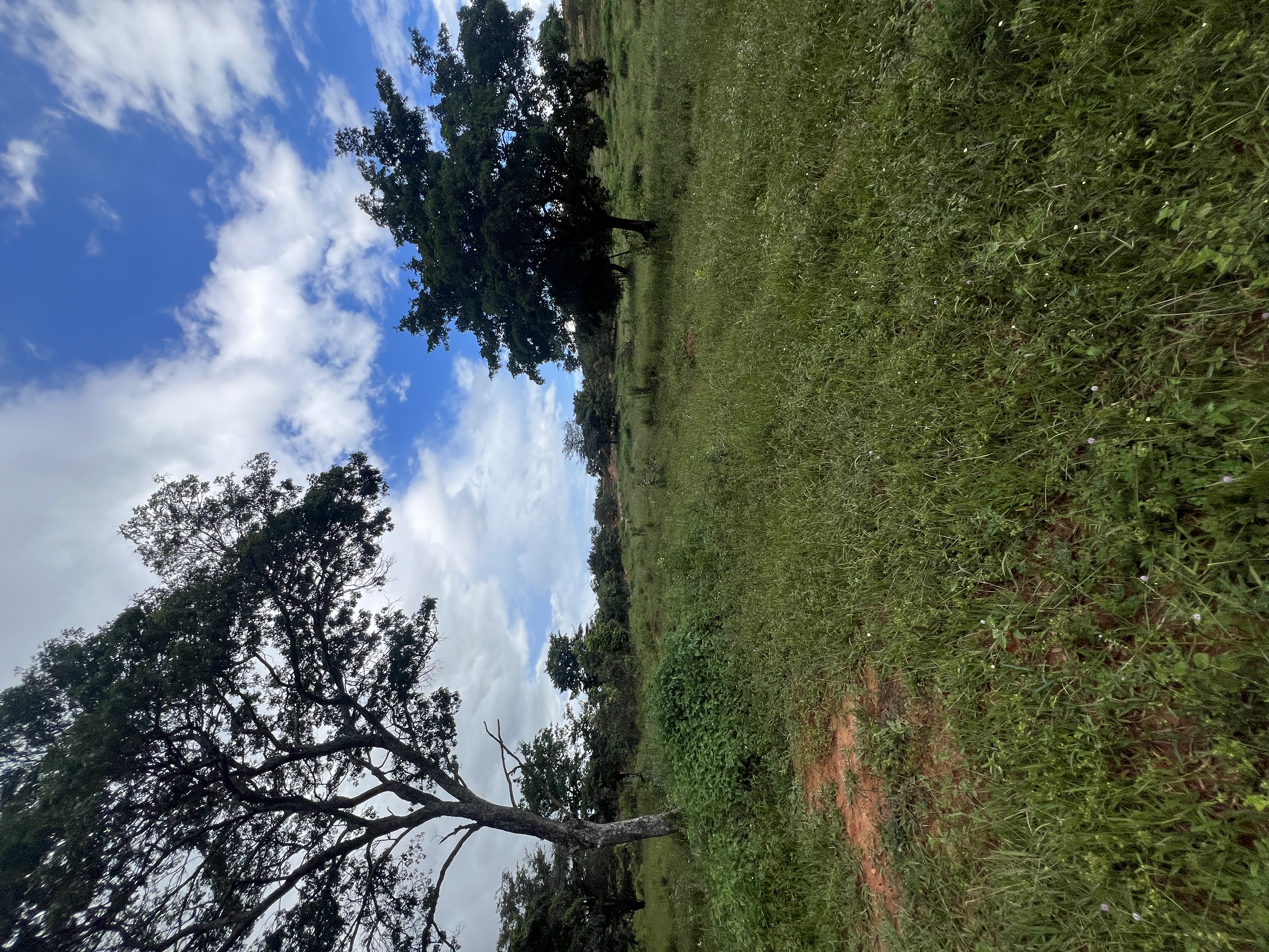 Terreno 1,4 hectares a 1km do asfalto — foto 7