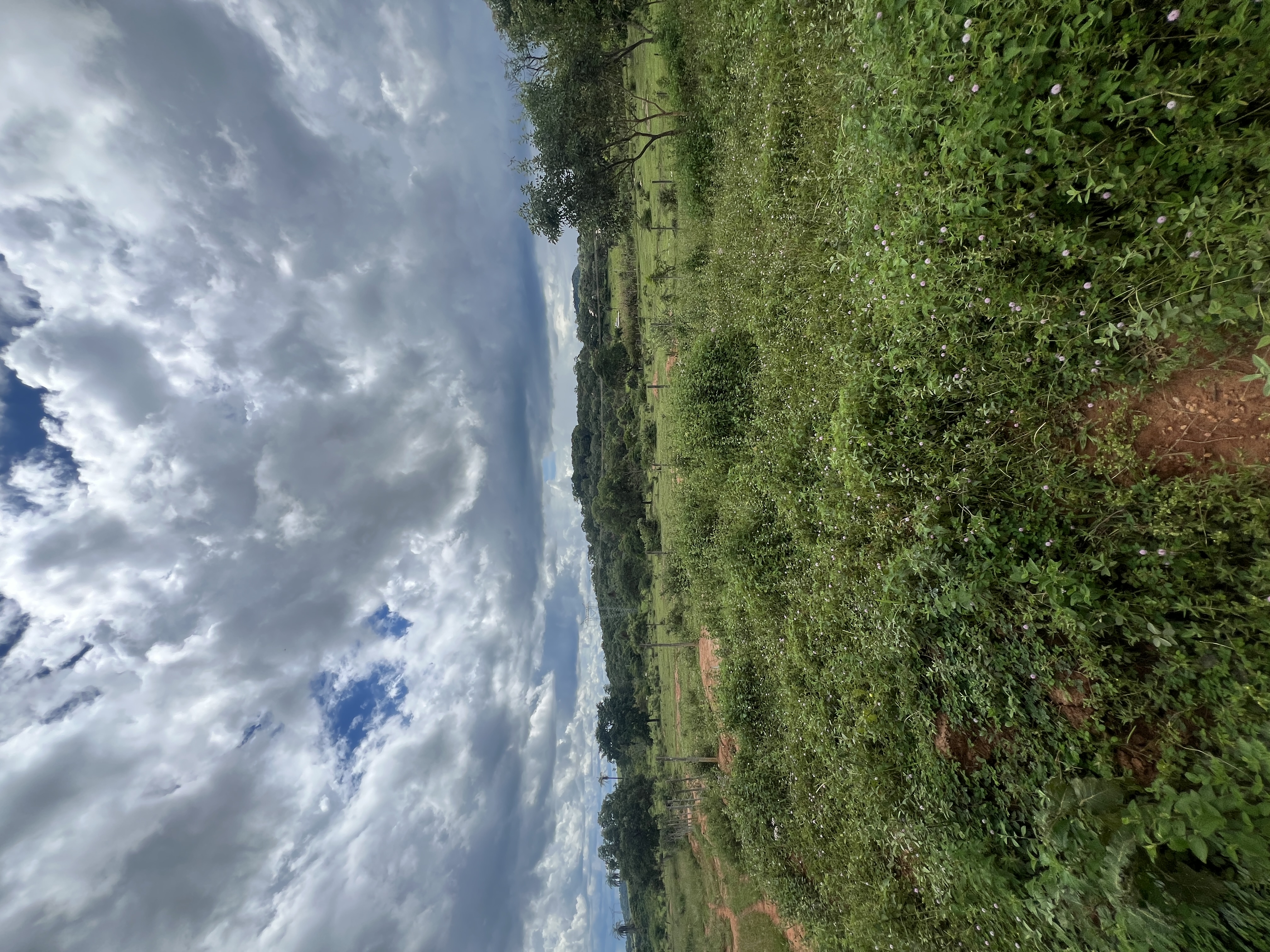 Terreno 1,4 hectares a 1km do asfalto — foto 8