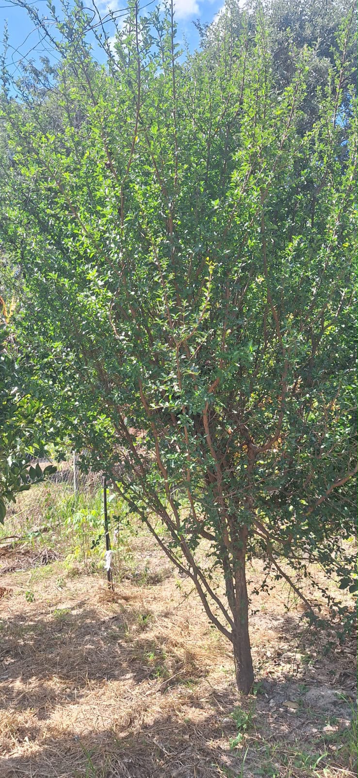Chácara de 2.000m² à Venda em Rio do Peixe | Próxima ao Córrego e a Apenas 3 km do Asfalto — foto 8
