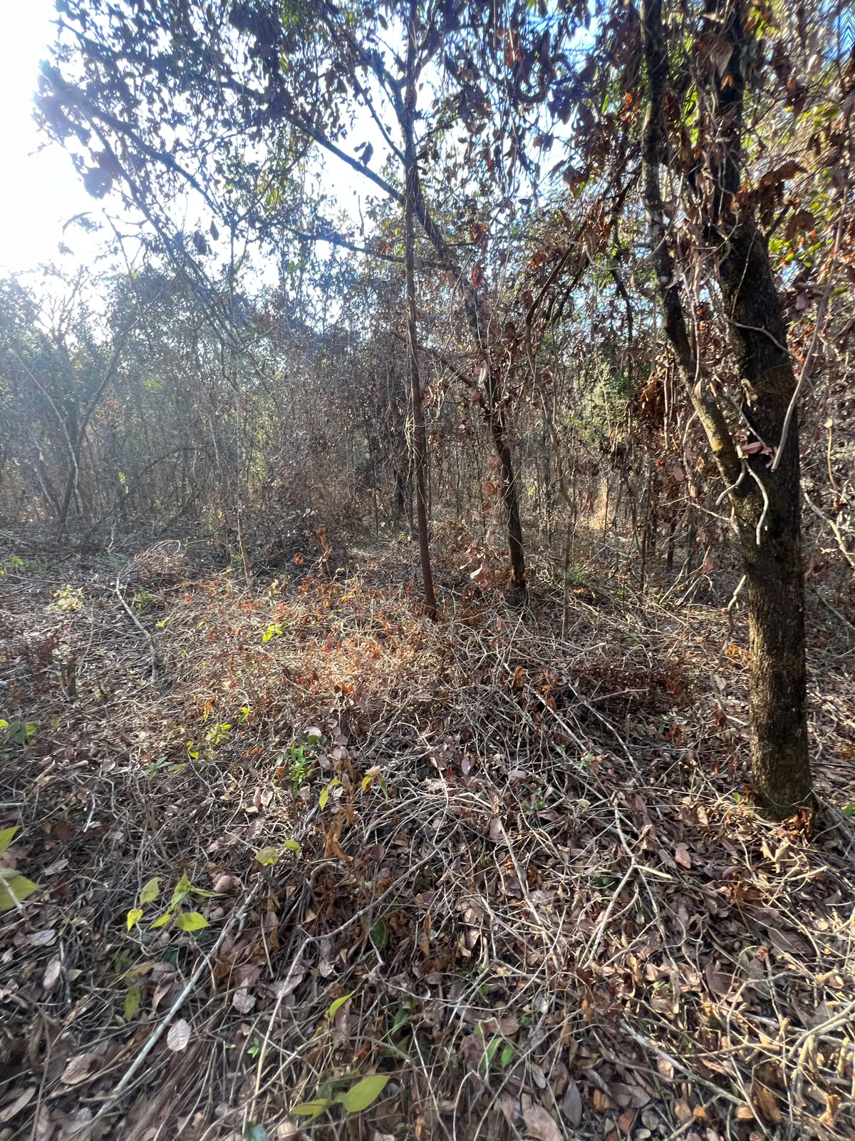 Chácaras a Partir de 3.000m² à Venda em Taquaraçu de Minas | Córrego nos Fundos e Entrada Facilitada — foto 11