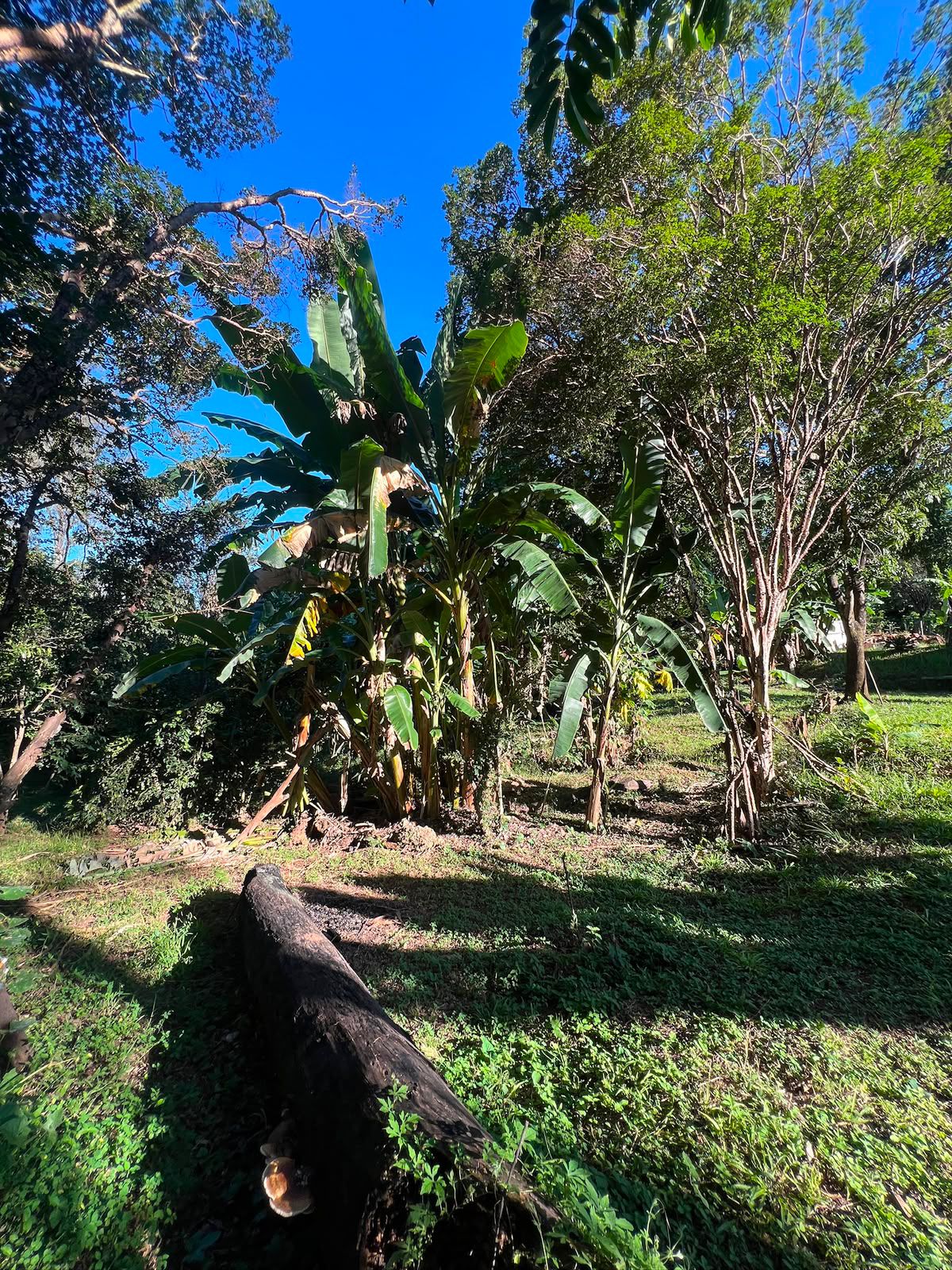 Chácara dentro da cidade com Pomar — foto 5