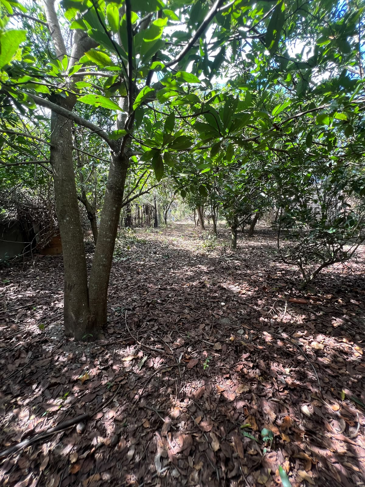 Chácara com Casa Ampla e Pomar Formado — foto 9