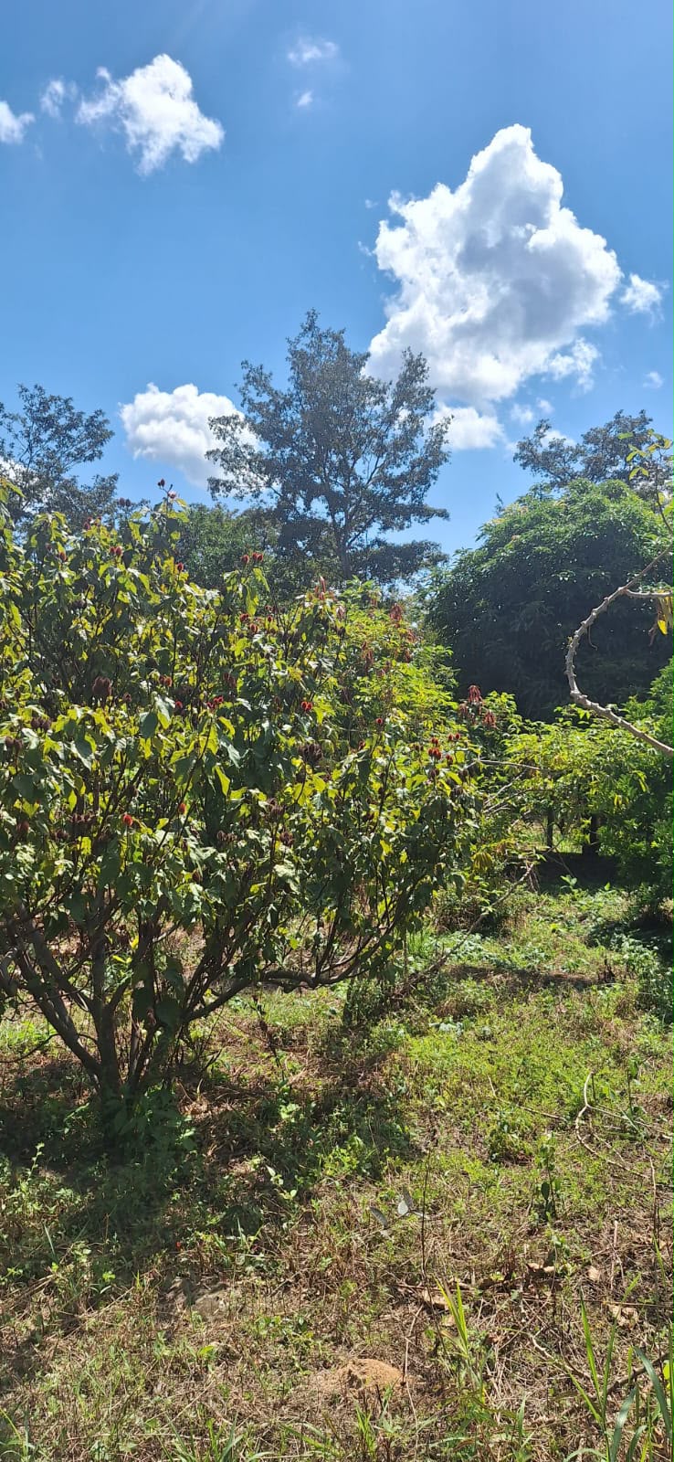 Chácara de 2.000m² à Venda em Rio do Peixe | Próxima ao Córrego e a Apenas 3 km do Asfalto — foto 3