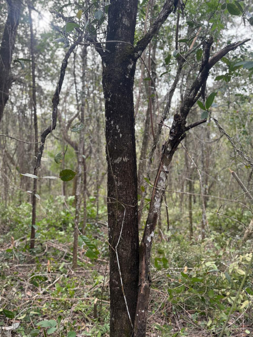 Chácaras a Partir de 3.000m² à Venda em Taquaraçu de Minas | Córrego nos Fundos e Entrada Facilitada — foto 12