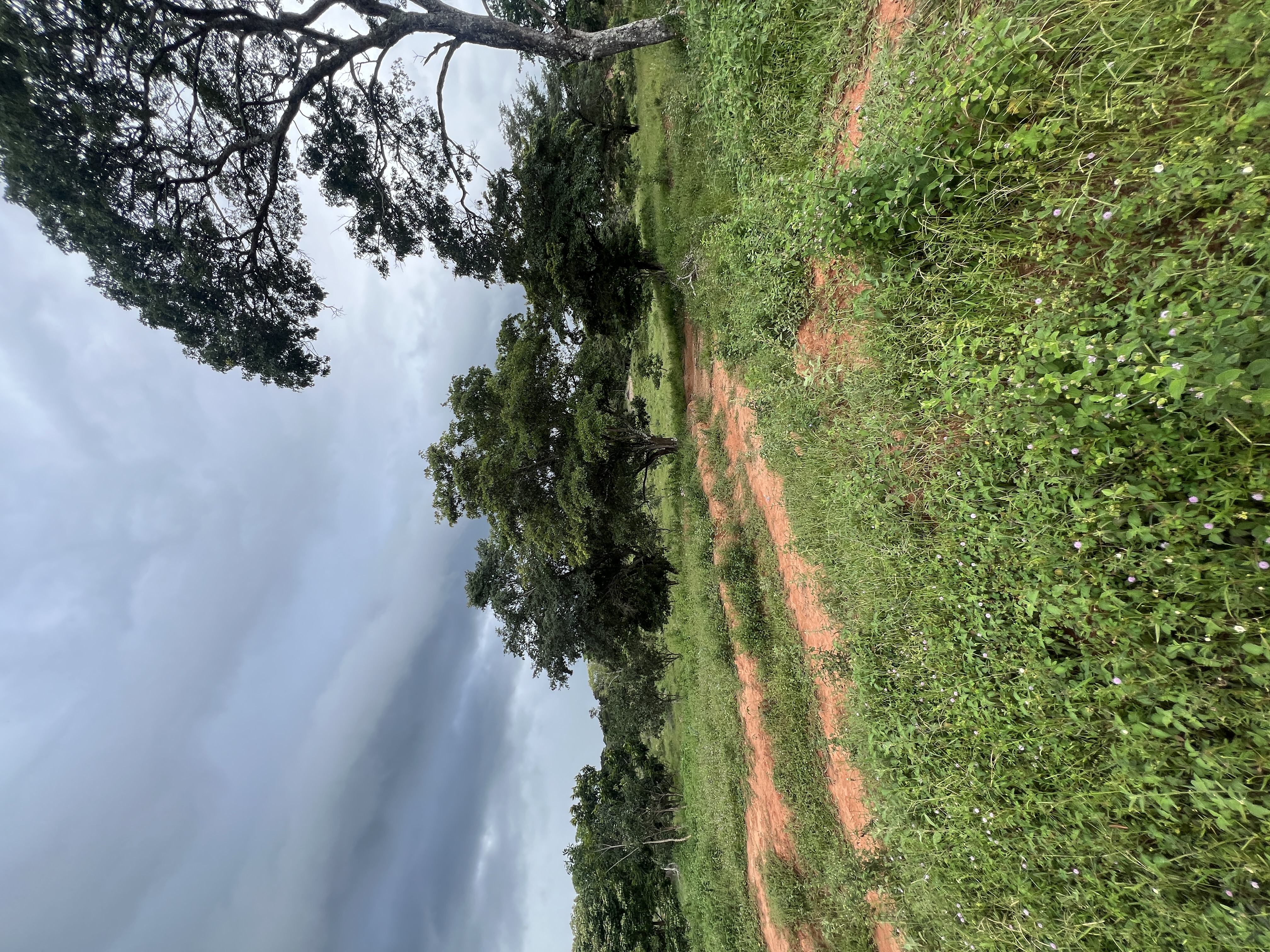 Terreno 1,4 hectares a 1km do asfalto — foto 6