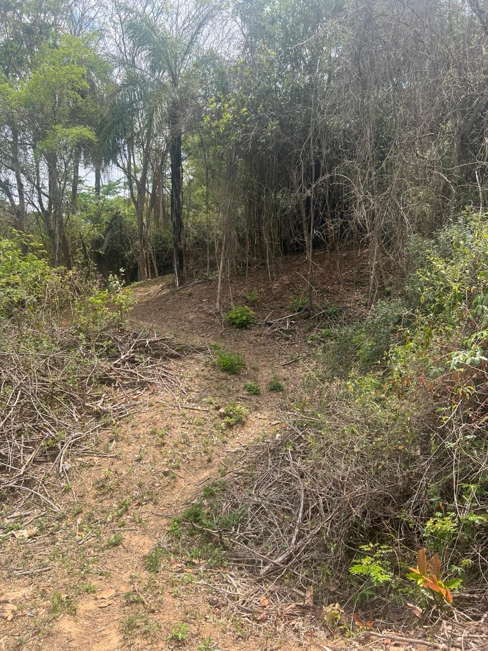 Área Rural de 40.000m² com Córrego — foto 10