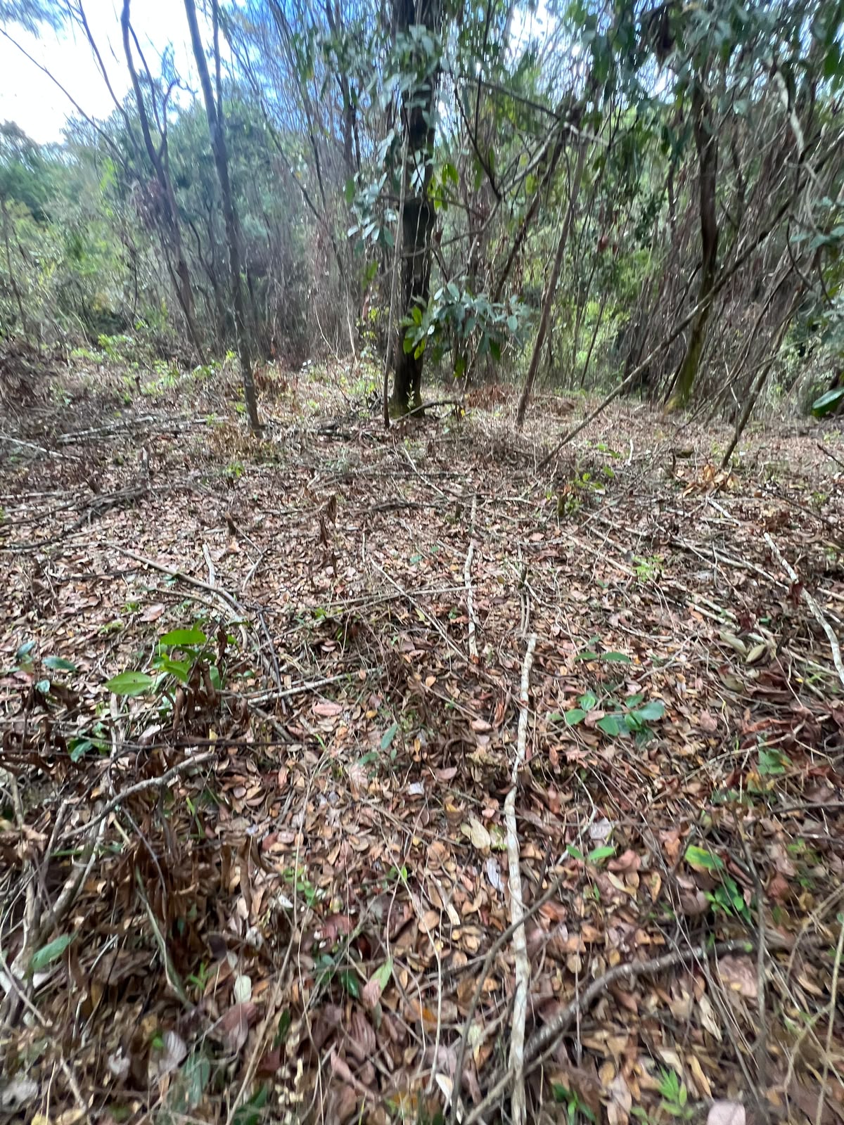Chácaras a Partir de 3.000m² à Venda em Taquaraçu de Minas | Córrego nos Fundos e Entrada Facilitada — foto 8