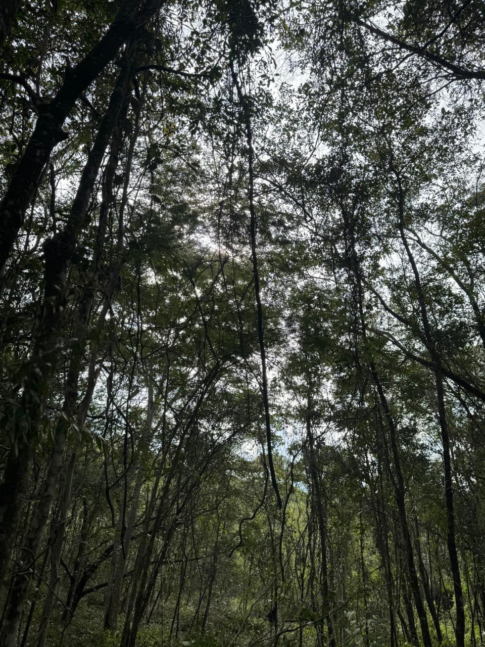 Chácaras a Partir de 3.000m² à Venda em Taquaraçu de Minas | Córrego nos Fundos e Entrada Facilitada — foto 13