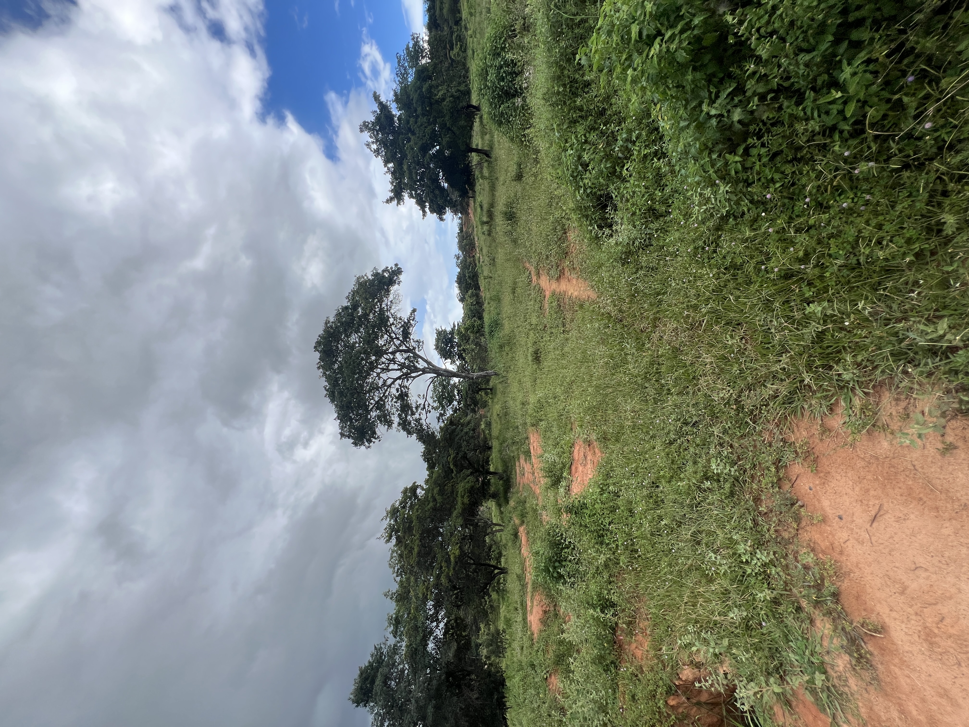 Terreno 1,4 hectares a 1km do asfalto — foto 9